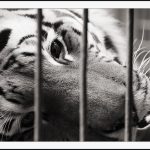 tiger_in_a_cage_1_by_secondclaw.jpg