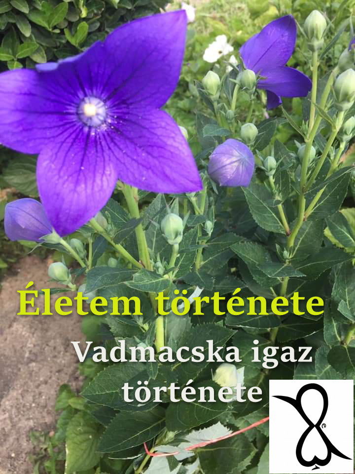 You are currently viewing Életem története (Vadmacska igaz története)