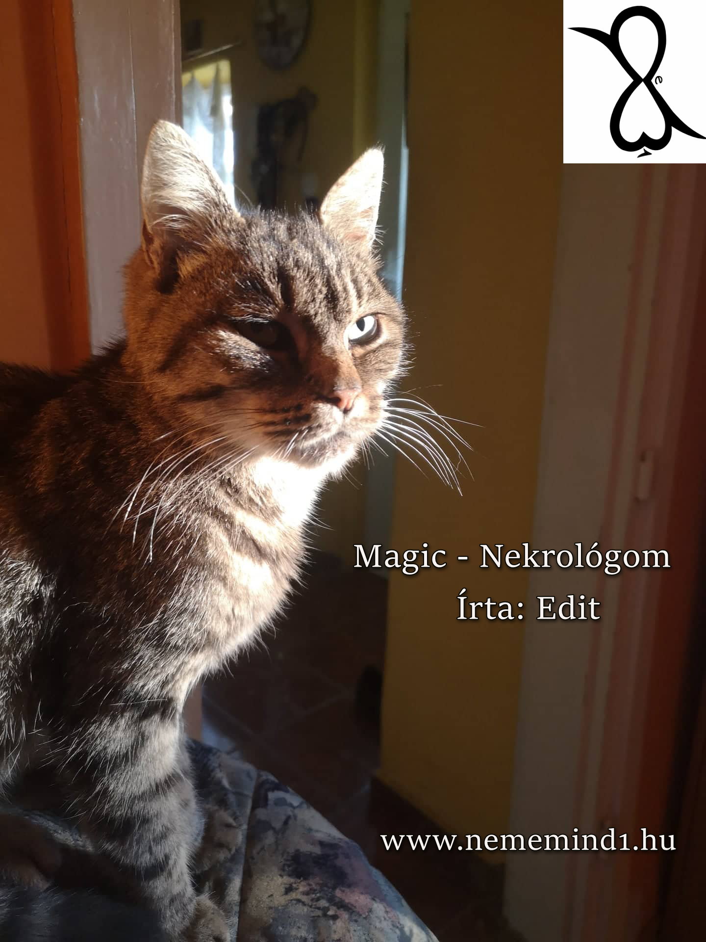 Read more about the article Magic-Nekrológom (Írta: Edit)