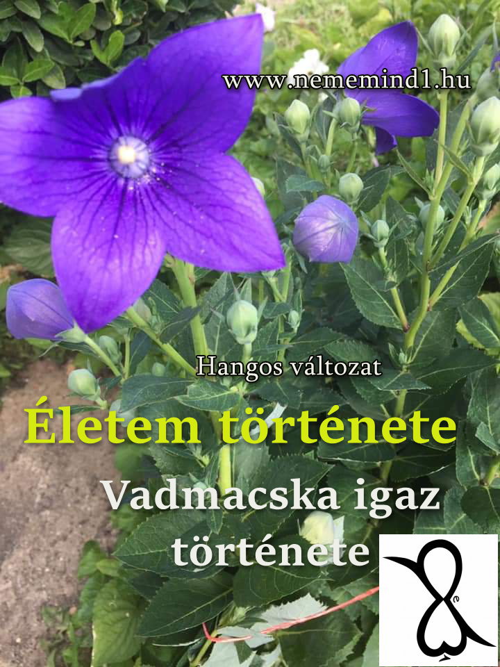 Read more about the article Hangos igaz történeteink 65, Vadmacska: Életem története