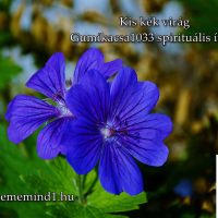 Kis kék virág (Gumikacsa1033 spirituális írása)