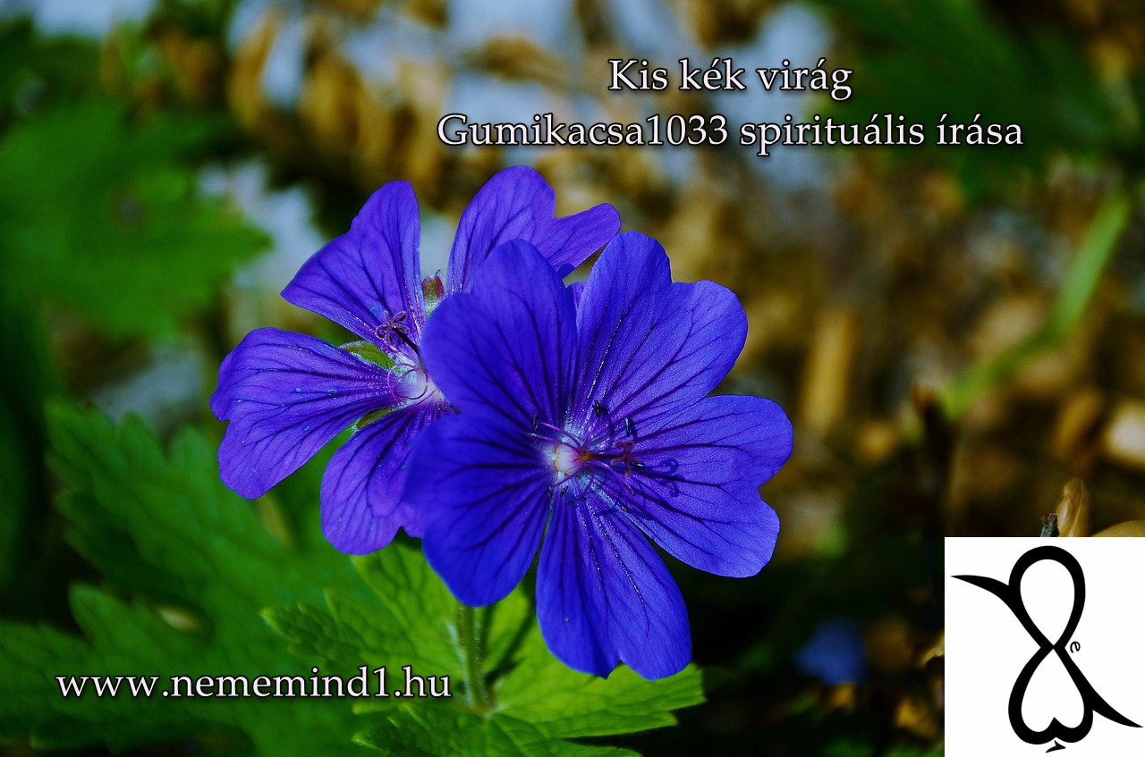 Read more about the article Kis kék virág (Gumikacsa1033 spirituális írása)