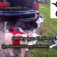 Smoky igaz története (gumikacsa1033 igaz története)