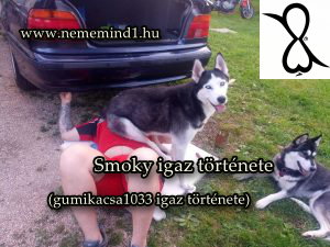 Read more about the article Smoky igaz története (gumikacsa1033 igaz története)